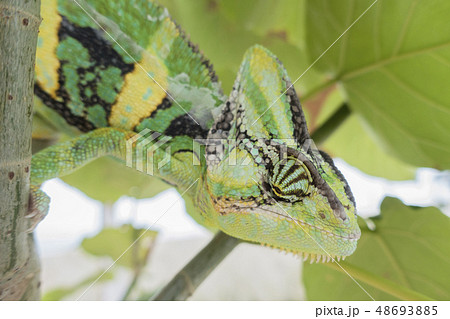 カメレオン 48693885