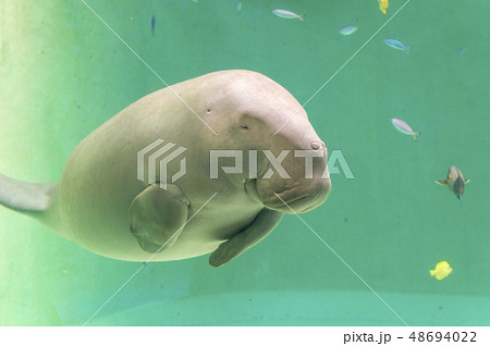 dugong - Stock Photo [48694022] - PIXTA