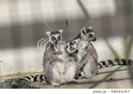 ワオキツネザル ワオキツネザル 48694267