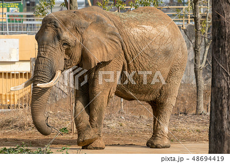 アフリカゾウ アフリカゾウ 48694419