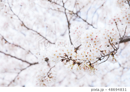 サクラ 桜 そめいよしの コピースペース 文字スペース サクラ 桜 そめいよしの コピースペース 文字スペース 48694831