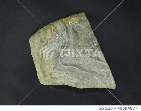 ウミユリの化石 48694977