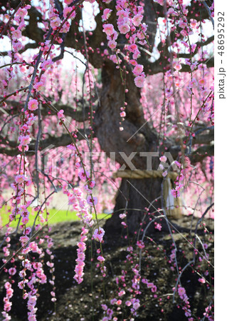 鈴鹿の森庭園 2019 鈴鹿の森庭園 2019 48695292