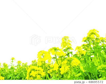 春 菜の花 背景 春 菜の花 背景 48695572