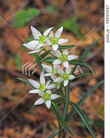 センブリ センブリ 48695687