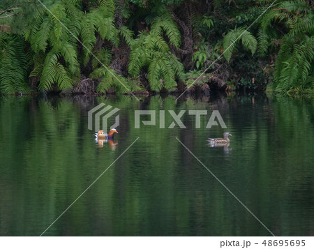 オシドリのつがい 48695695