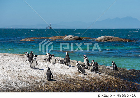 Penguins at Boulders beach in Cape Town 48695716