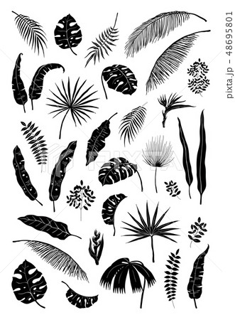 Silhouette palm leaves. Black jungle plants, summer foliage isolated elements exotic floral branches 48695801