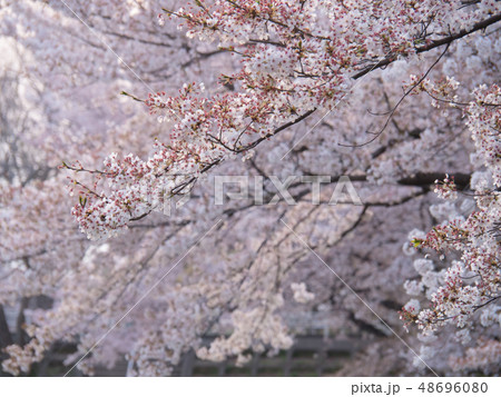 大野極楽寺公園の桜 48696080