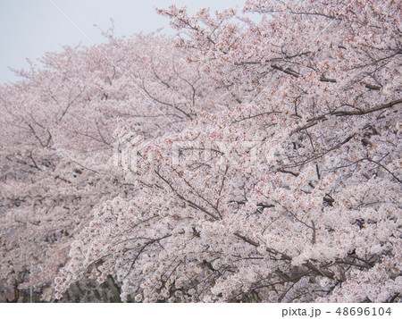 大野極楽寺公園の桜 48696104