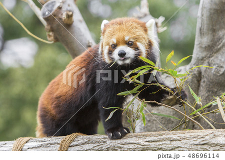レッサーパンダ 48696114