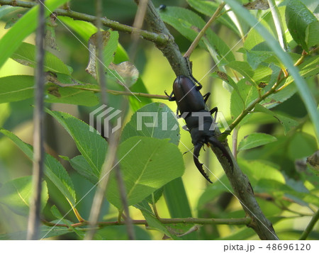 ノコギリクワガタの雄 ( 2017年6月夏 愛知県尾張旭市 ) ノコギリクワガタの雄 ( 2017年6月夏 愛知県尾張旭市 ) 48696120