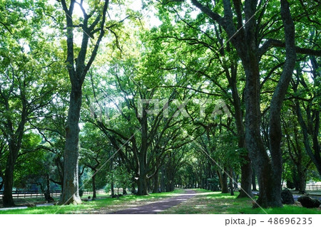 オークランドの公園のコーンウォールパーク オークランドの公園のコーンウォールパーク 48696235