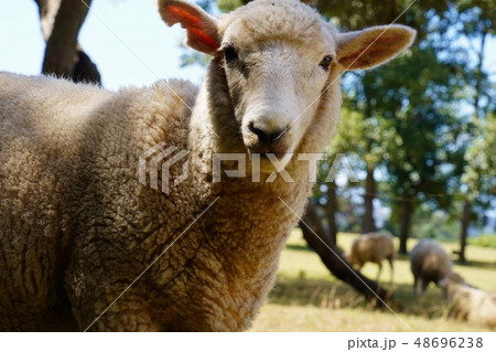 オークランドの公園のコーンウォールパーク オークランドの公園のコーンウォールパーク 48696238