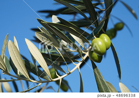 オリーブ 48696338