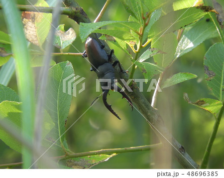 ノコギリクワガタの雄 ( 2017年6月夏 愛知県尾張旭市 ) ノコギリクワガタの雄 ( 2017年6月夏 愛知県尾張旭市 ) 48696385