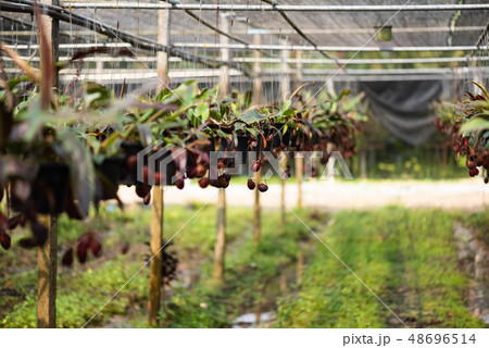 Close up of Nepenthes also called tropical pitcher 48696514