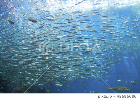 【サーディンラン 】イワシのトルネード 48696686