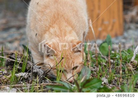 猫・野良猫・茶トラ・チャー坊・三月・オス・快晴・可愛い・土筆狩り 猫・野良猫・茶トラ・チャー坊・三月・オス・快晴・可愛い・土筆狩り 48696810
