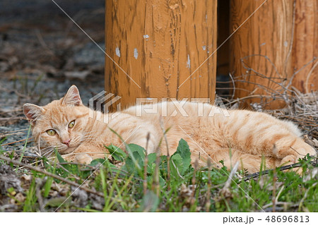 猫・野良猫・茶トラ・チャー坊・三月・オス・快晴・可愛い・土筆狩り 猫・野良猫・茶トラ・チャー坊・三月・オス・快晴・可愛い・土筆狩り 48696813