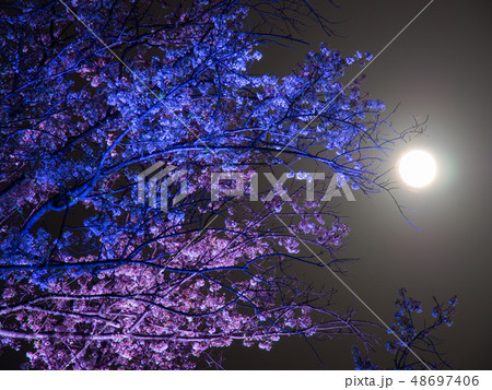 エドヒガンのライトアップと満月 48697406