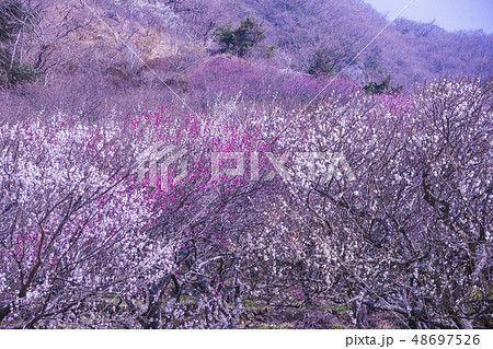 湯河原梅林 48697526