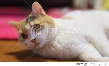 寝転がる猫 寝転がる猫 48697894