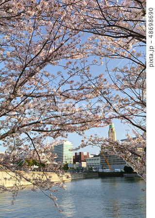 横浜の桜 48698690