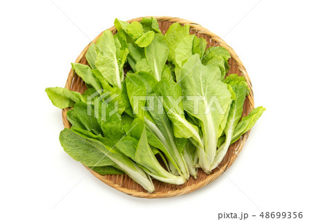 しんとり菜 しんとり菜 48699356