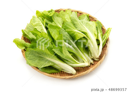 しんとり菜 48699357