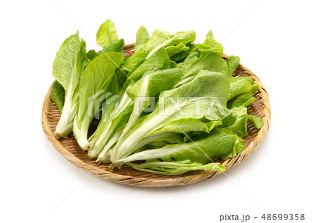 しんとり菜 48699358