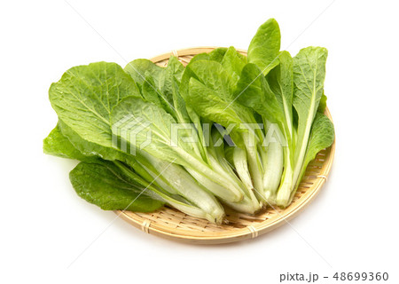 しんとり菜 しんとり菜 48699360