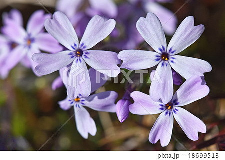 シバザクラ（芝桜） 48699513