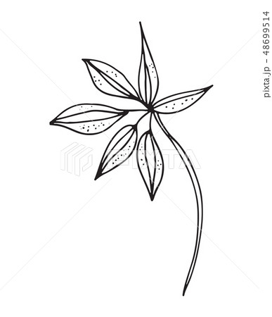 Hand-drawn sketch of a plant, isolated on white background 48699514
