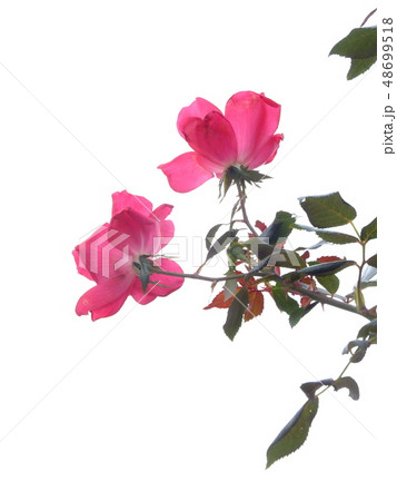 花 薔薇 ピンク 花 薔薇 ピンク 48699518