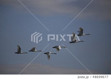 群れで飛ぶ白鳥 48699677