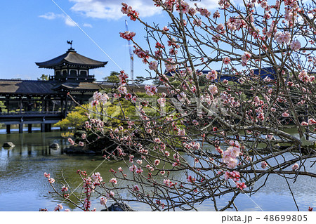 平安神宮 早春 梅の写真素材