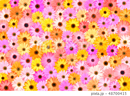 デイジーの花いっぱいのイラスト素材 48700415 Pixta