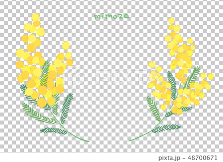 ミモザ２のイラスト素材