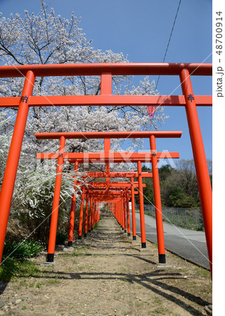 朱色の鳥居と桜 48700914