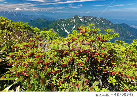 越後駒ヶ岳稜線のドウダンツツジと八海山 48700948