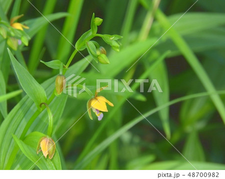 カキランの花 ( 2017年7月夏 岐阜県 ) カキランの花 ( 2017年7月夏 岐阜県 ) 48700982