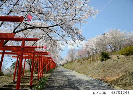 桜の咲く道 48701243