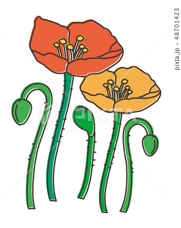 ポピー poppy ポピー poppy 48701423