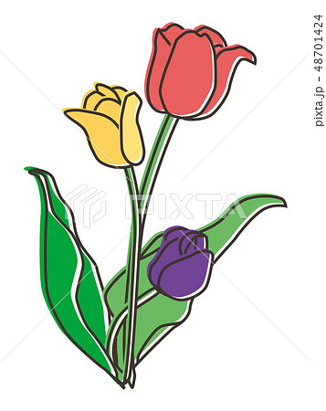 チューリップ tulip 48701424