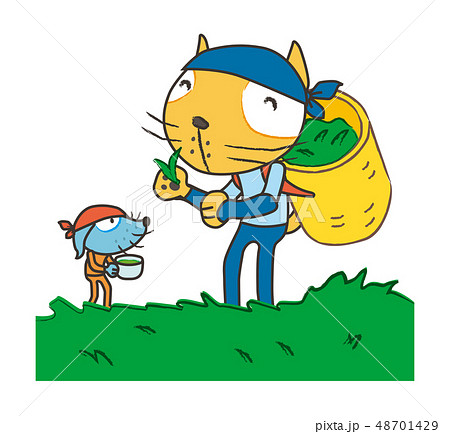 農家　茶摘み　tea picking 48701429