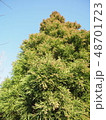 杉 48701723