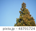 杉 48701724