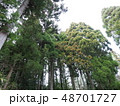 杉林 48701727