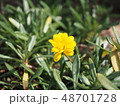 黄色い花 48701728